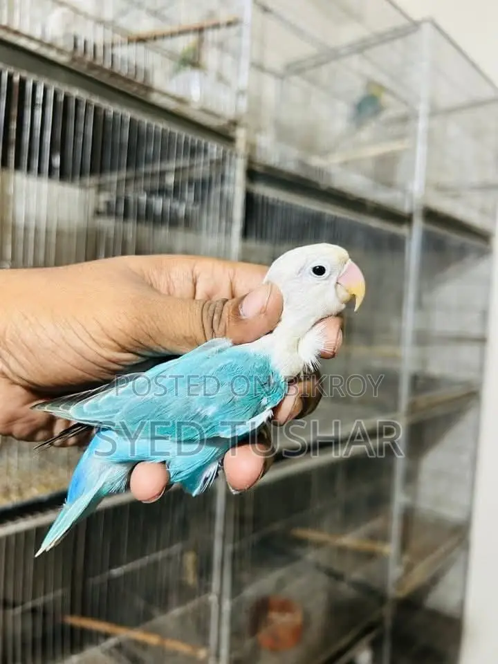 1. Violet Fischer Split Opaline (Male) 2. Blue Opaline (Female)