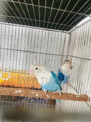 1. Violet Fischer Split Opaline (Male) 2. Blue Opaline (Female)