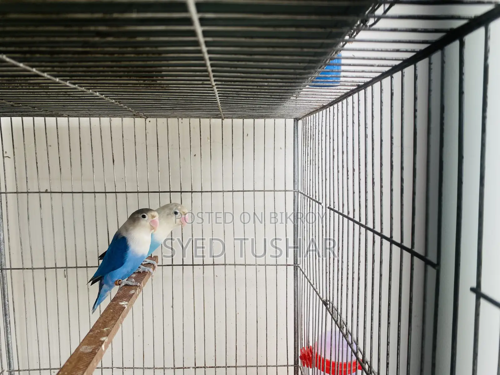 1. Violet Fischer Split Opaline (Male) 2. Blue Opaline (Female)