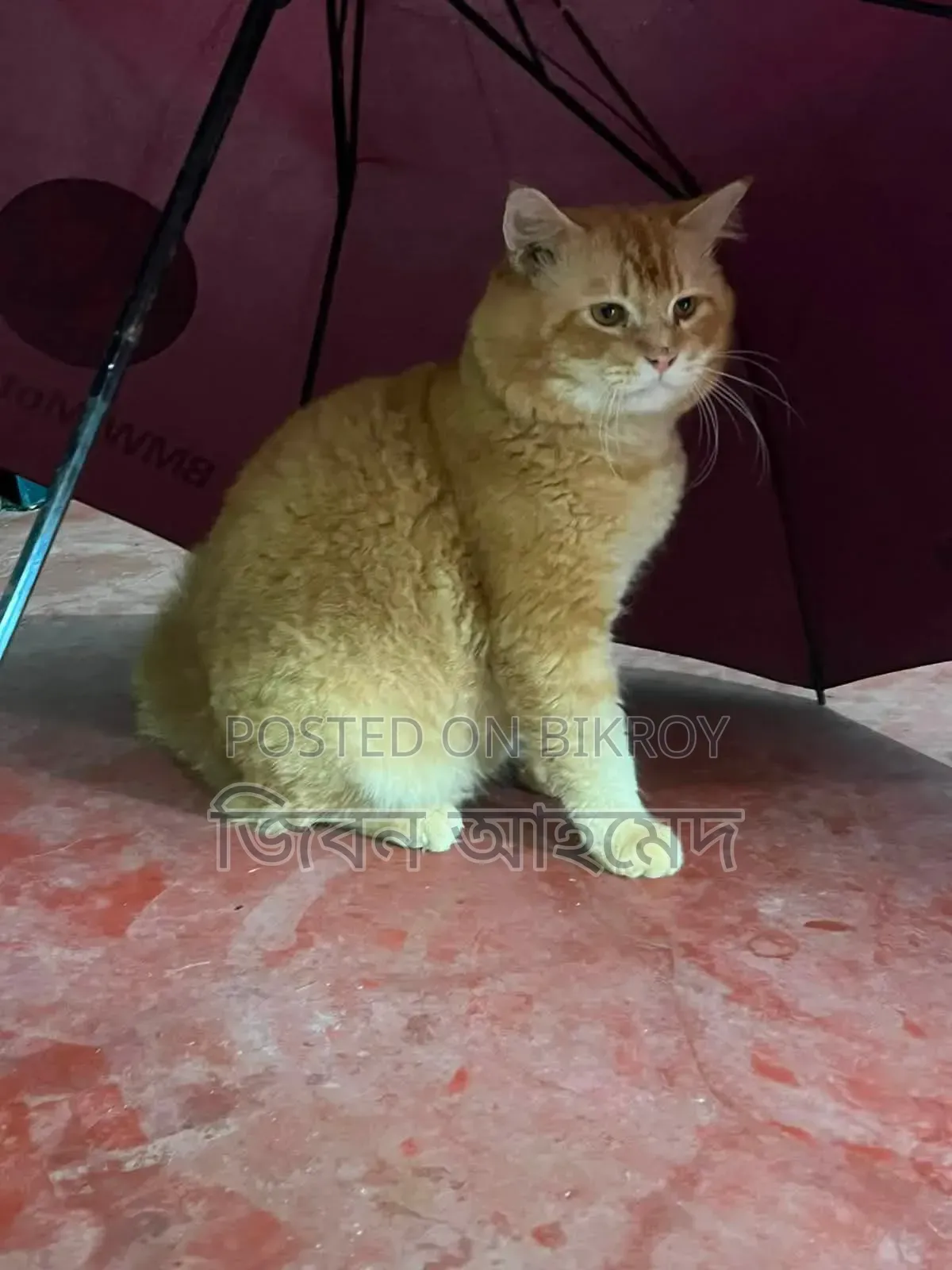 6-12 months Male Purebred Persian