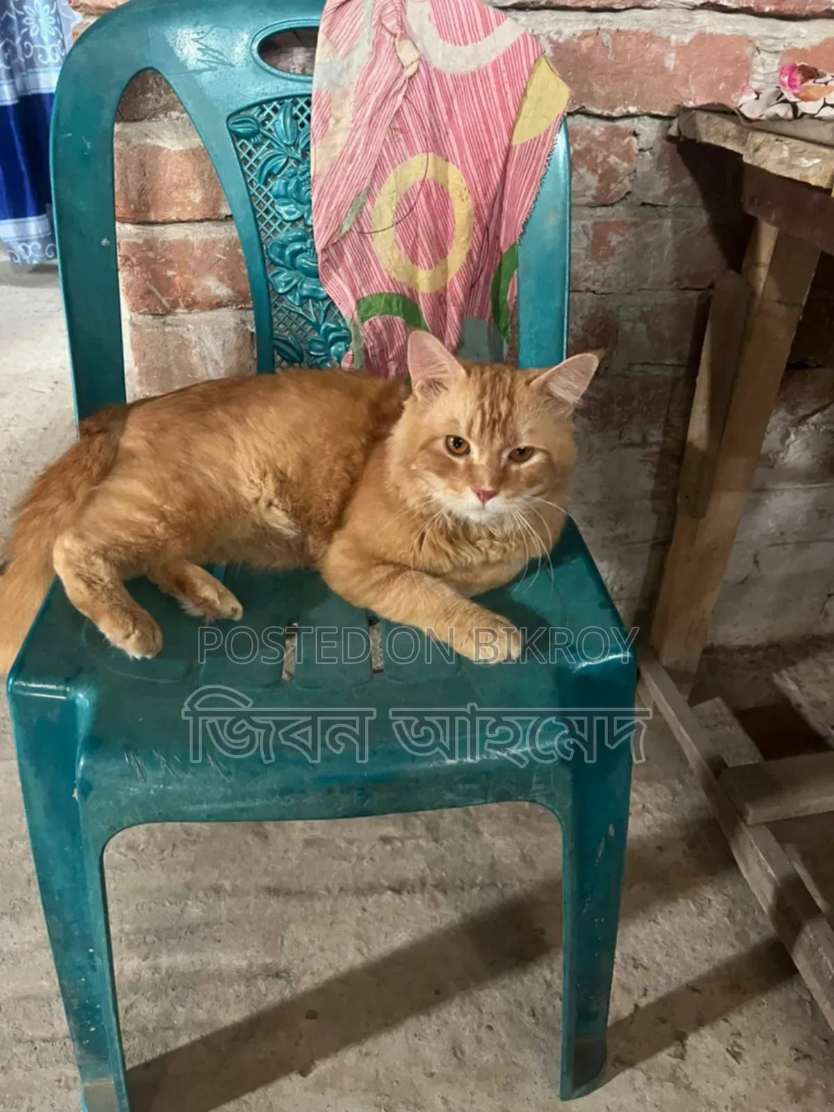 6-12 months Male Purebred Persian