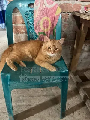 6-12 months Male Purebred Persian