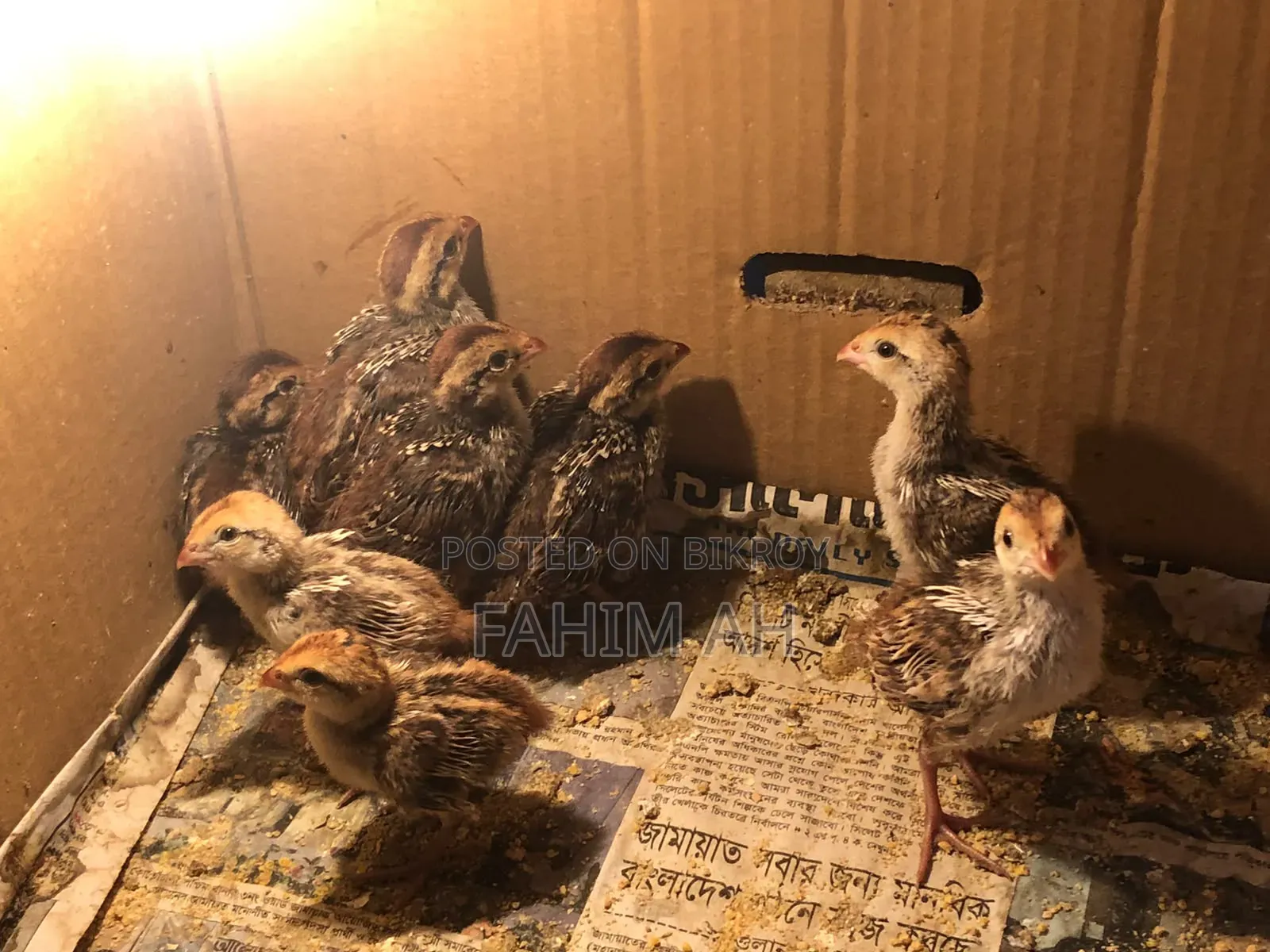 বব কোয়েল ডিম এবং বাচ্চা বিক্রি