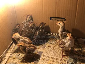 বব কোয়েল ডিম এবং বাচ্চা বিক্রি