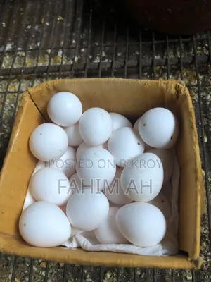বব কোয়েল ডিম এবং বাচ্চা বিক্রি