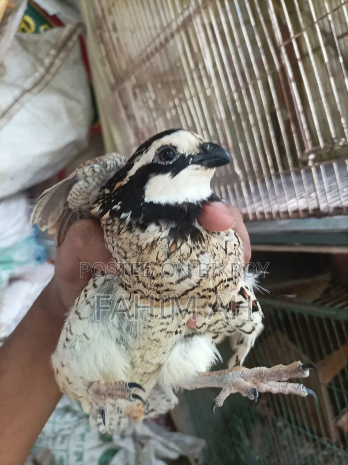 বব কোয়েল ডিম এবং বাচ্চা বিক্রি