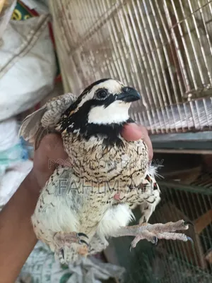 বব কোয়েল ডিম এবং বাচ্চা বিক্রি