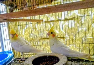 ২ পিছ মেল ১ পিছ ফিমেল কাকাটেল নিউ অ্যাডাল্ট