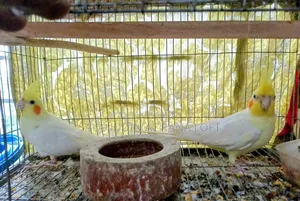২ পিছ মেল ১ পিছ ফিমেল কাকাটেল নিউ অ্যাডাল্ট