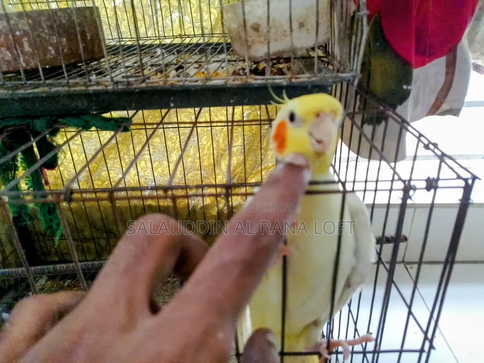 ২ পিছ মেল ১ পিছ ফিমেল কাকাটেল নিউ অ্যাডাল্ট