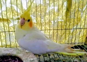 ২ পিছ মেল ১ পিছ ফিমেল কাকাটেল নিউ অ্যাডাল্ট