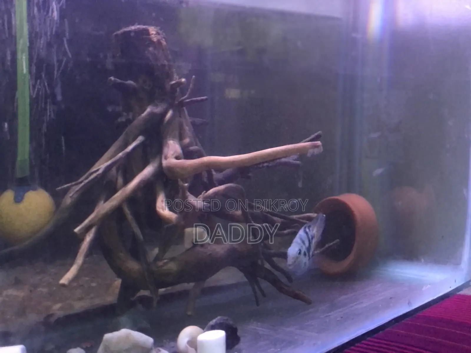 পোলার প্যারোট রানিং ব্রিডিং ১ জোড়া