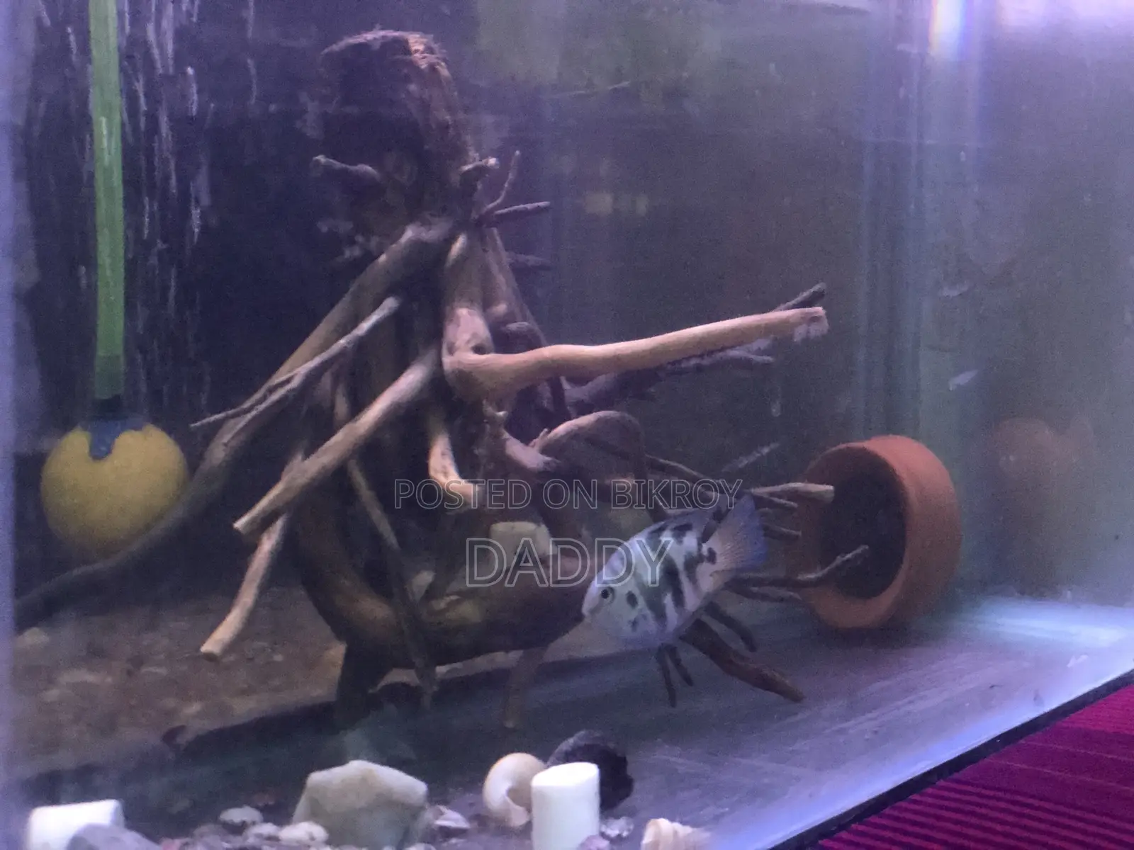 পোলার প্যারোট রানিং ব্রিডিং ১ জোড়া