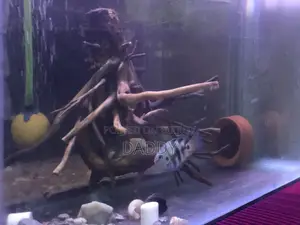 পোলার প্যারোট রানিং ব্রিডিং ১ জোড়া