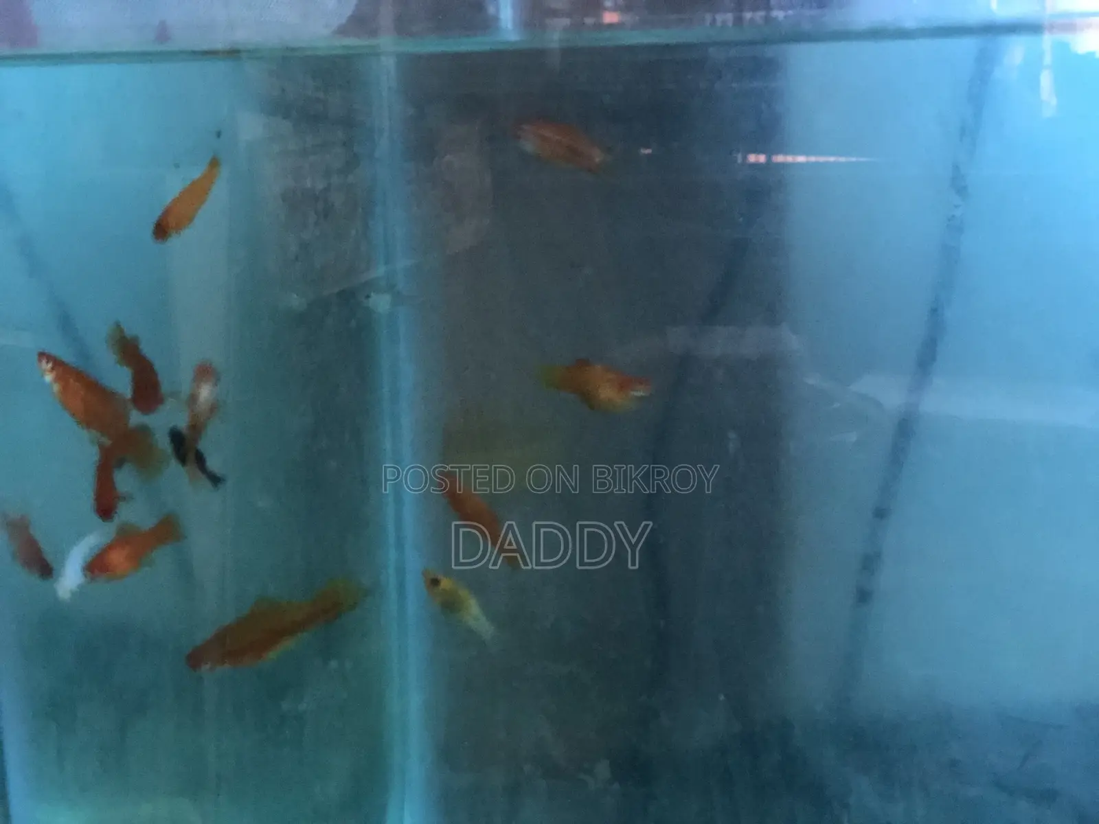 সোর্ডটেল নতুন অ্যাডাল্ট জোড়া