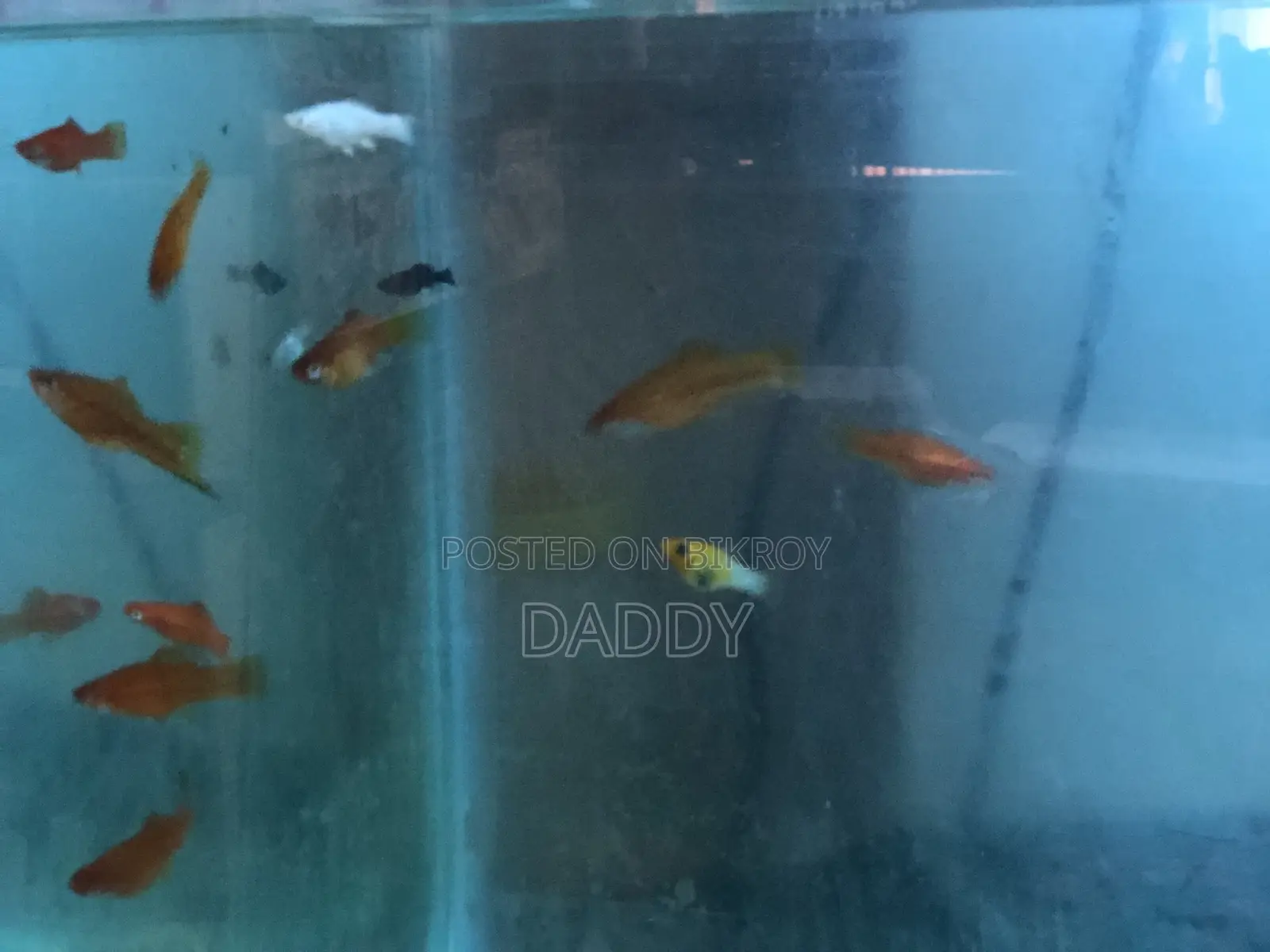 সোর্ডটেল নতুন অ্যাডাল্ট জোড়া