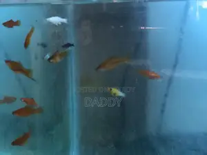 সোর্ডটেল নতুন অ্যাডাল্ট জোড়া