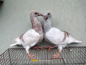 মিলি রেসার বেবি পেয়ার