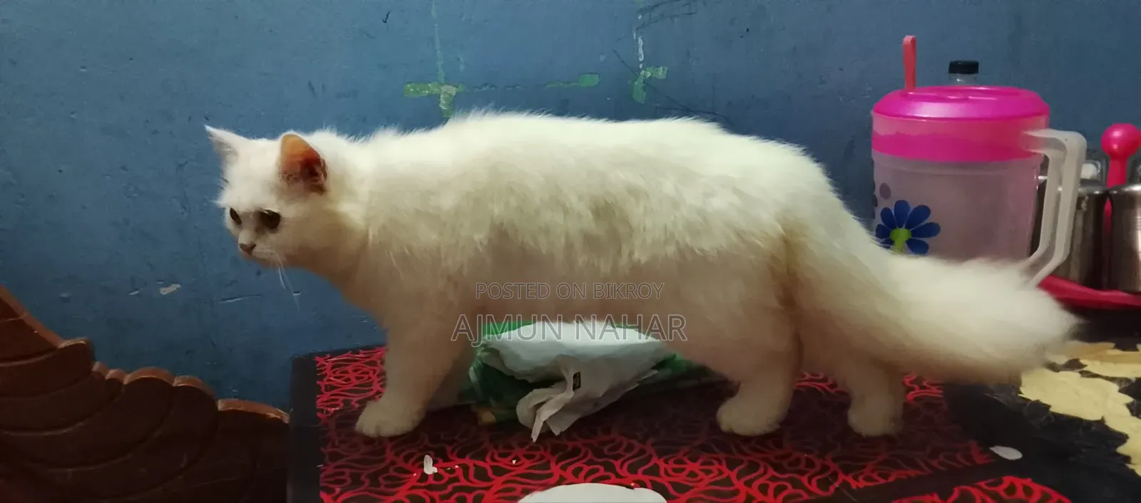 ৬-১২ মাসের খাঁটি জাতের পার্সিয়ান মাদি বিড়াল