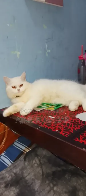 ৬-১২ মাসের খাঁটি জাতের পার্সিয়ান মাদি বিড়াল