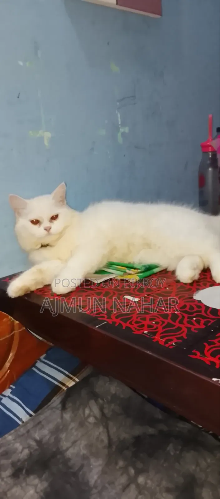 ৬-১২ মাসের খাঁটি জাতের পার্সিয়ান মাদি বিড়াল