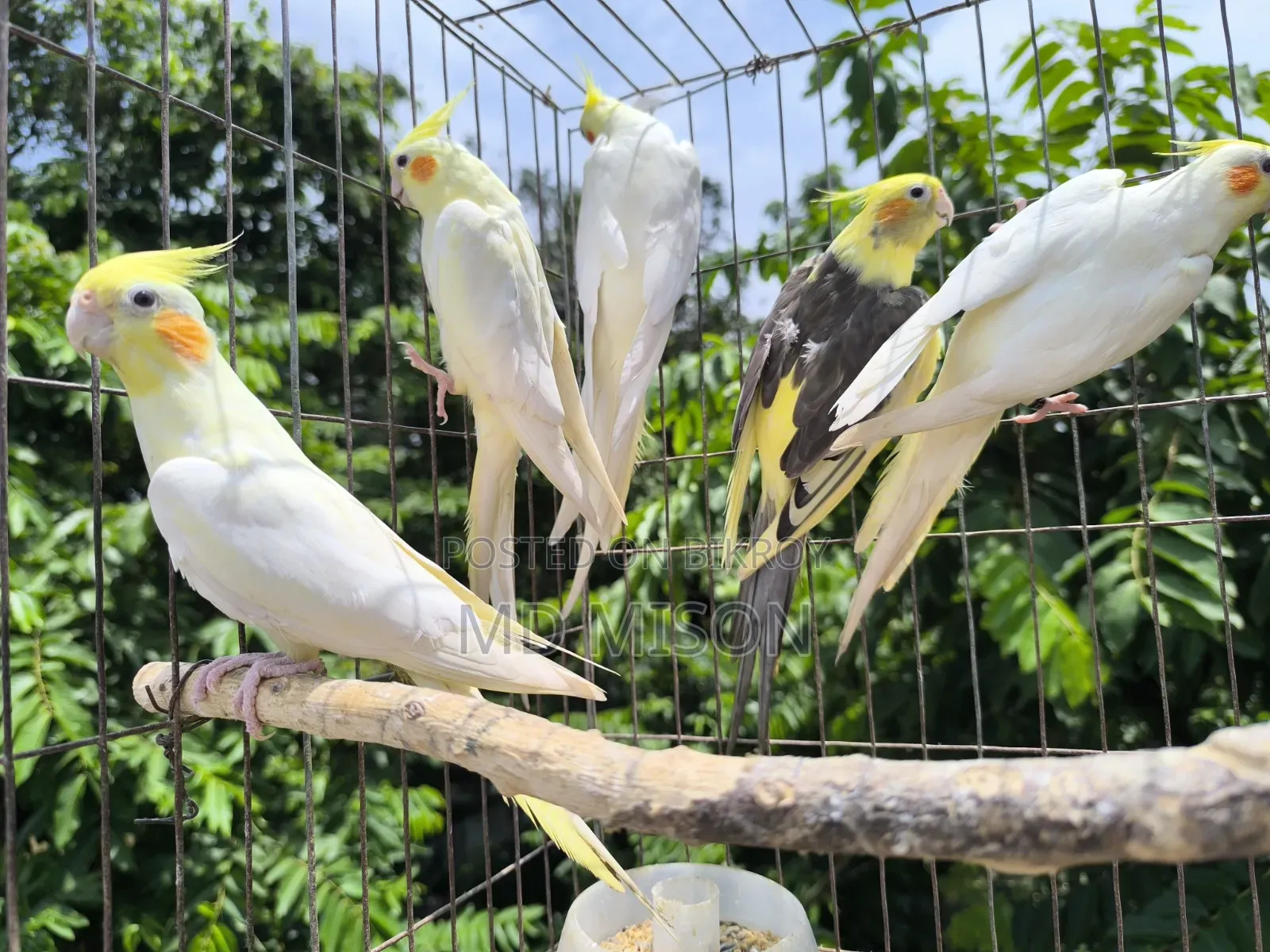 ৬ পিস বিগ সাইজের রানিং ককাটেল পাখি বিক্রিয় করা হবে