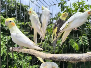৬ পিস বিগ সাইজের রানিং ককাটেল পাখি বিক্রিয় করা হবে