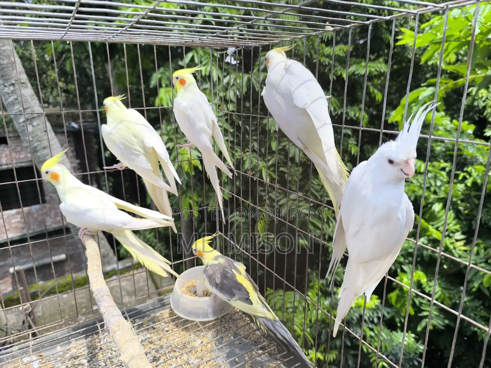 ৬ পিস বিগ সাইজের রানিং ককাটেল পাখি বিক্রিয় করা হবে