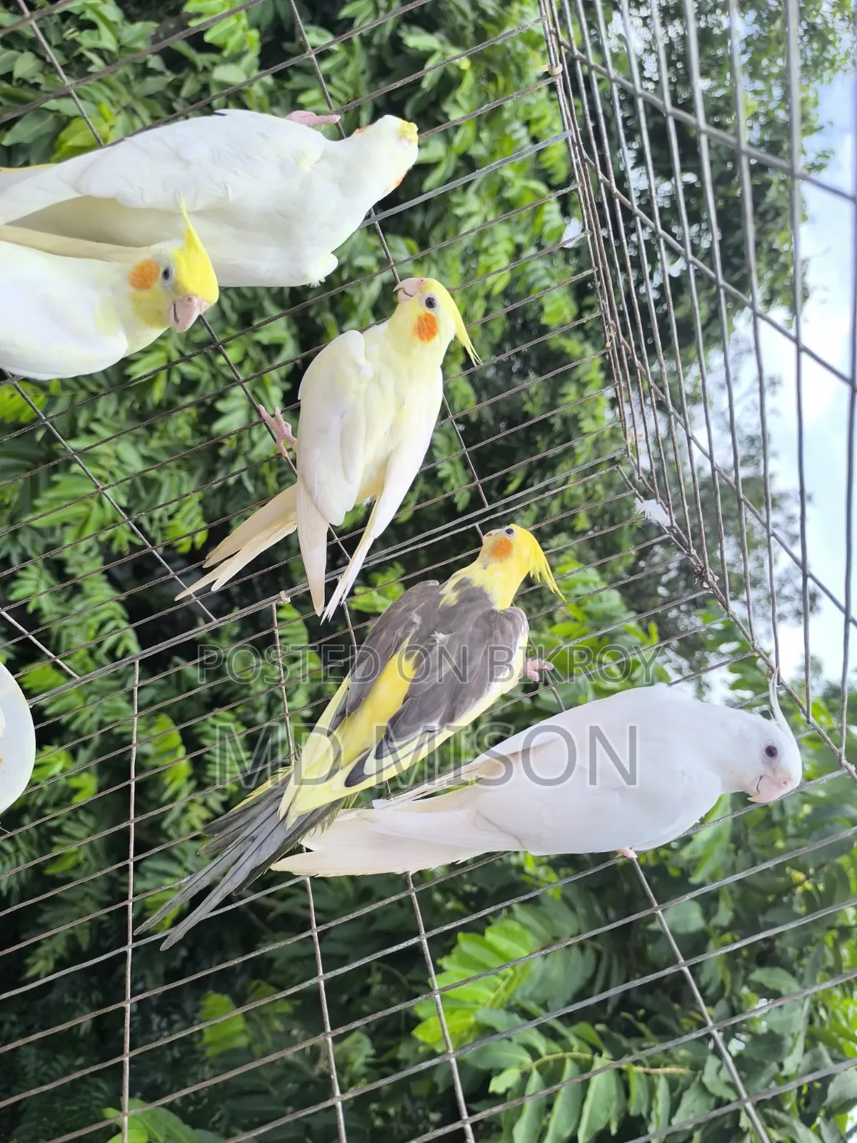 ৬ পিস বিগ সাইজের রানিং ককাটেল পাখি বিক্রিয় করা হবে