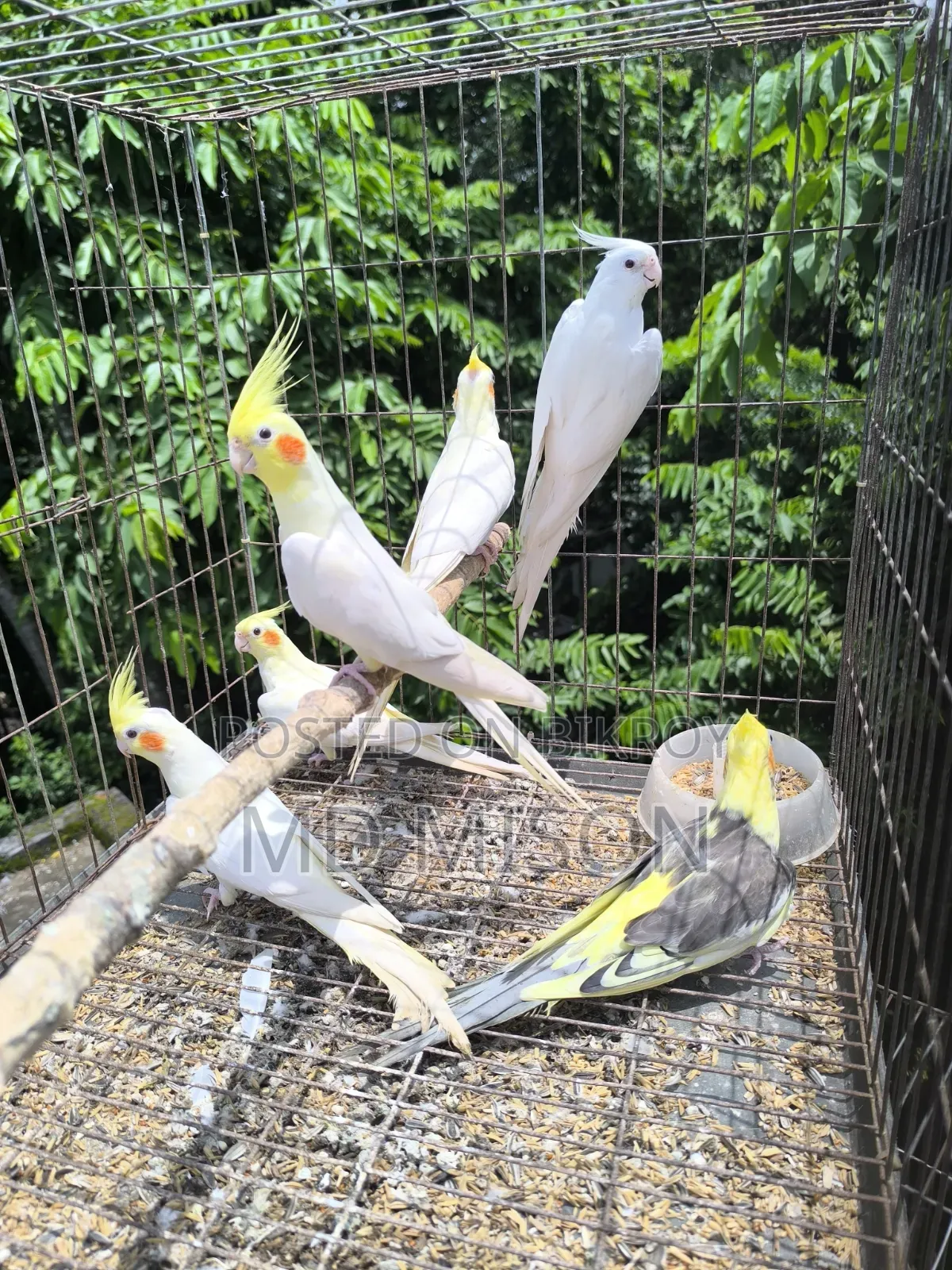৬ পিস বিগ সাইজের রানিং ককাটেল পাখি বিক্রিয় করা হবে