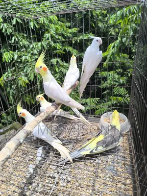 ৬ পিস বিগ সাইজের রানিং ককাটেল পাখি বিক্রিয় করা হবে
