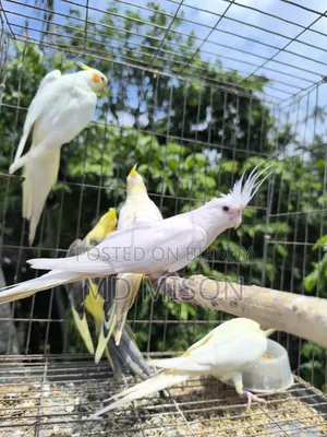 ৬ পিস বিগ সাইজের রানিং ককাটেল পাখি বিক্রিয় করা হবে