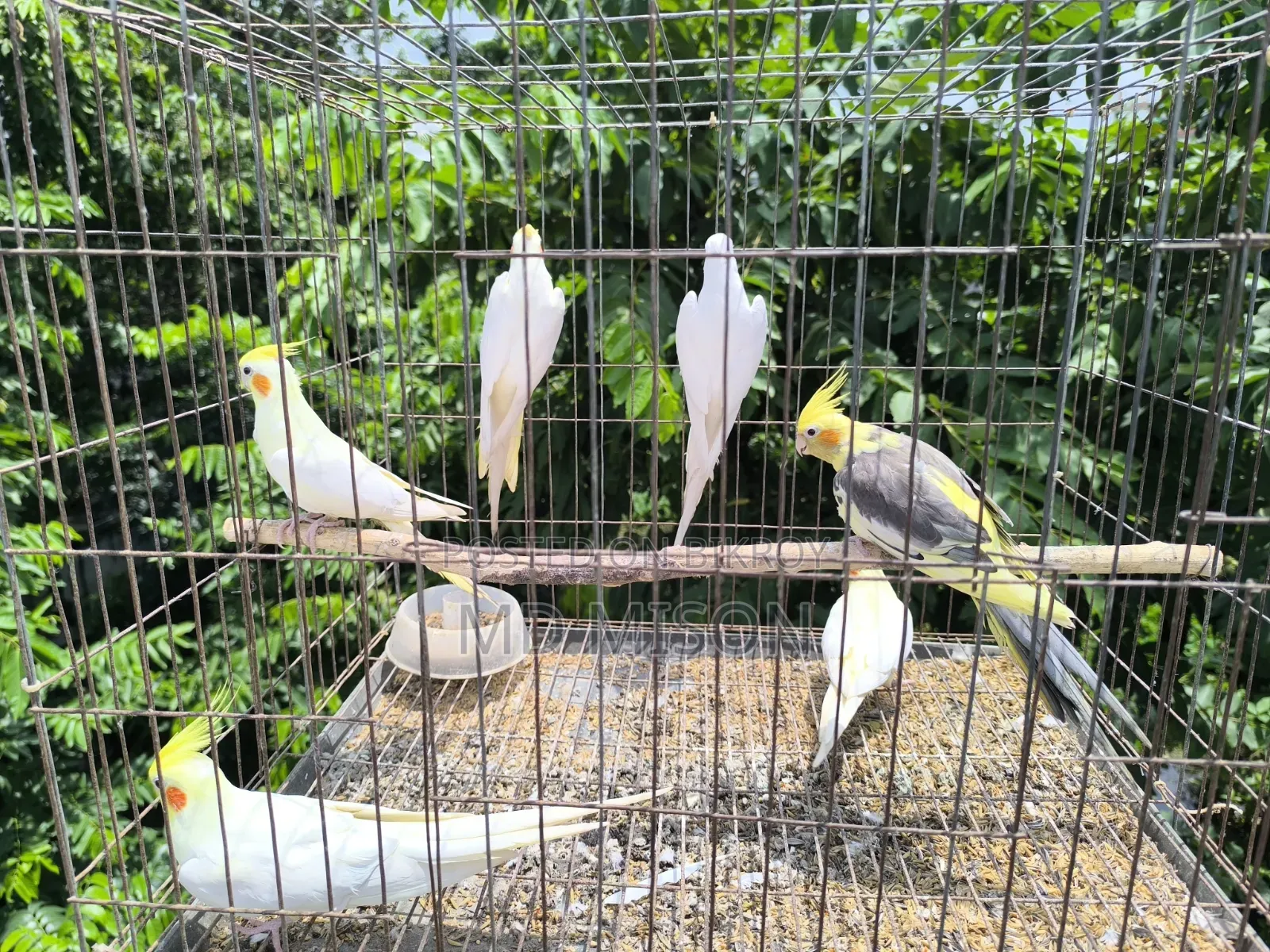 ৬ পিস বিগ সাইজের রানিং ককাটেল পাখি বিক্রিয় করা হবে