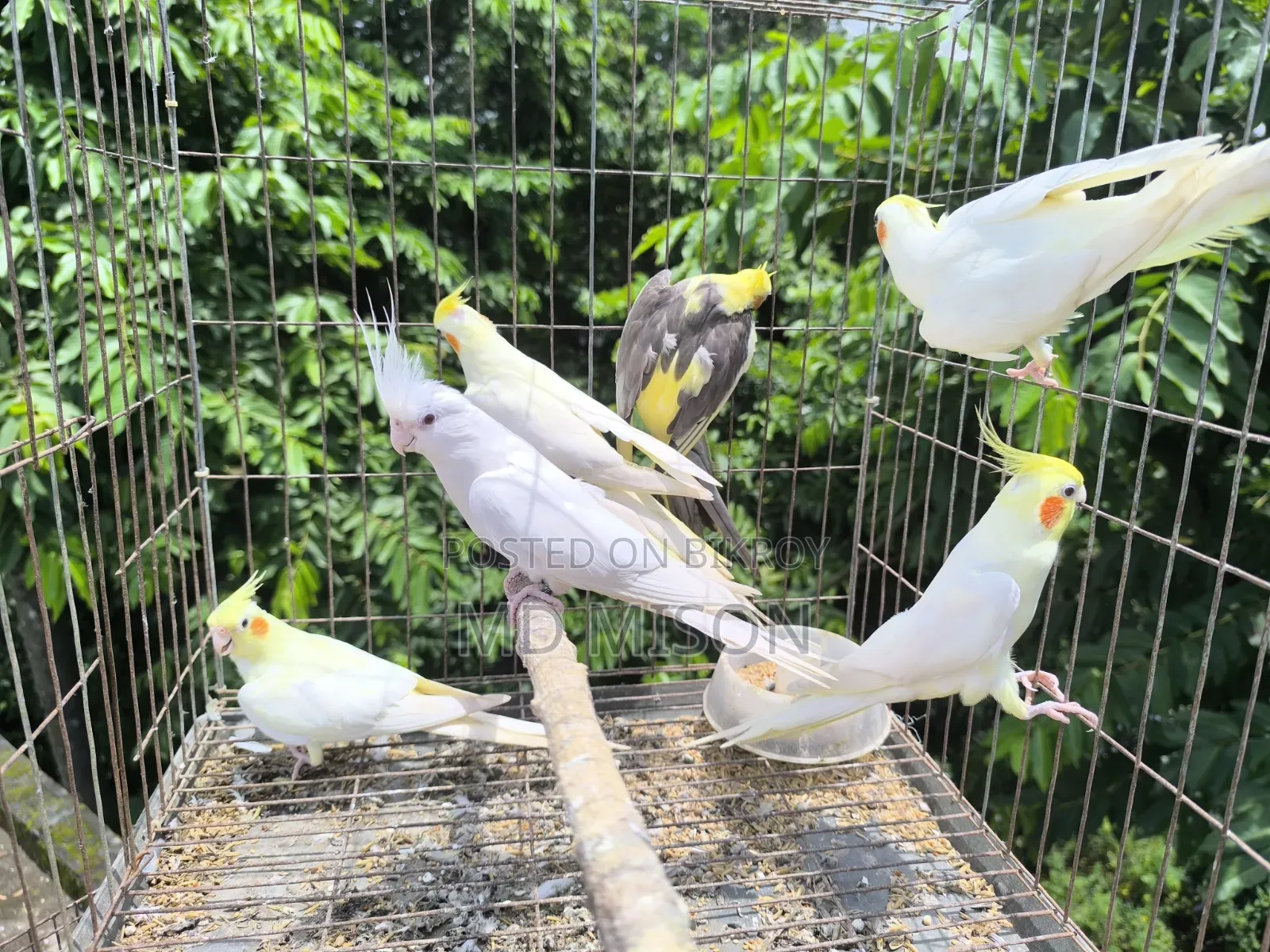 ৬ পিস বিগ সাইজের রানিং ককাটেল পাখি বিক্রিয় করা হবে