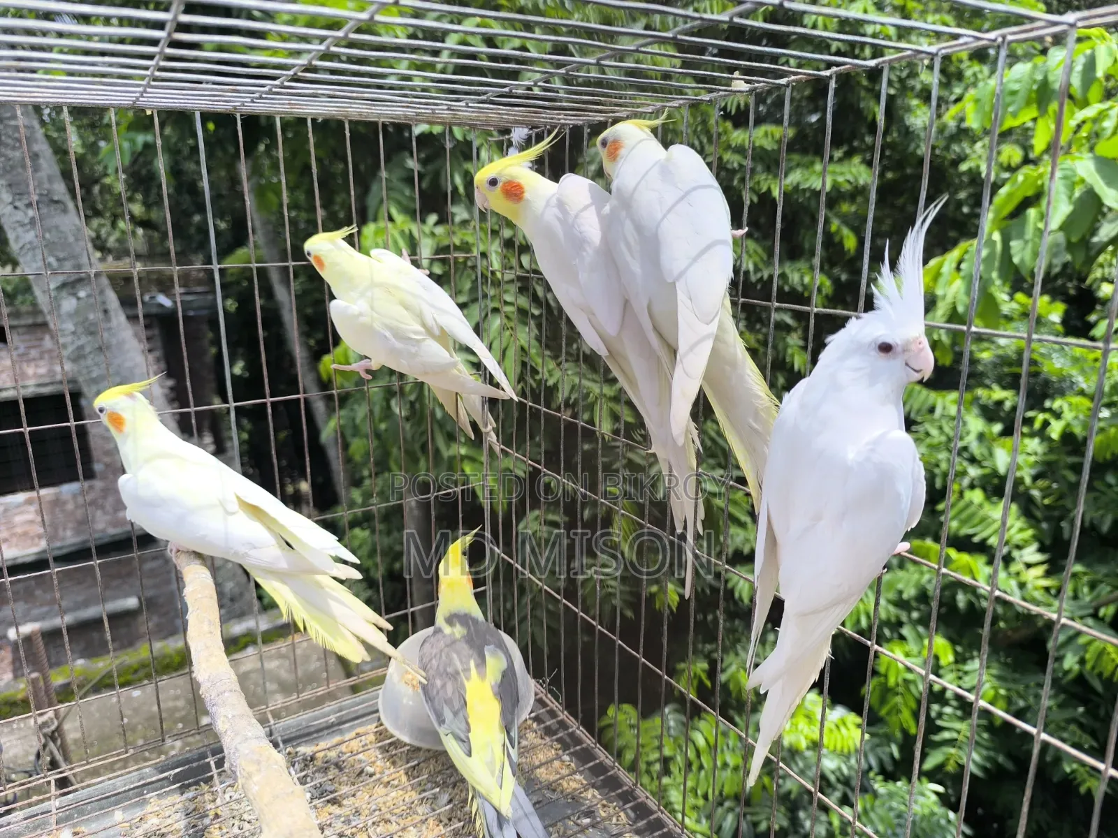 ৬ পিস বিগ সাইজের রানিং ককাটেল পাখি বিক্রিয় করা হবে