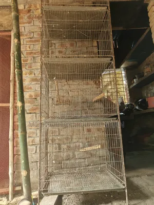 পাখির খাঁচা