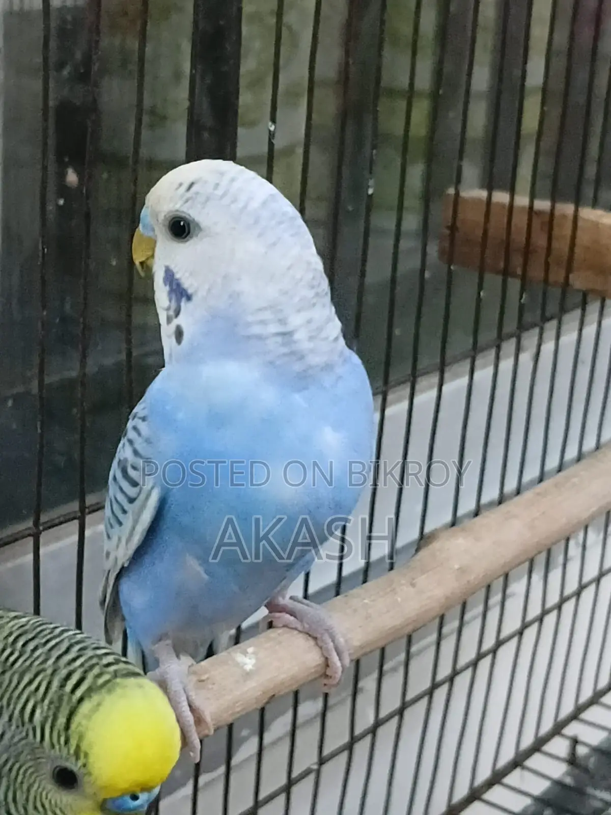 2 Adult Male Budgerigar for Sale