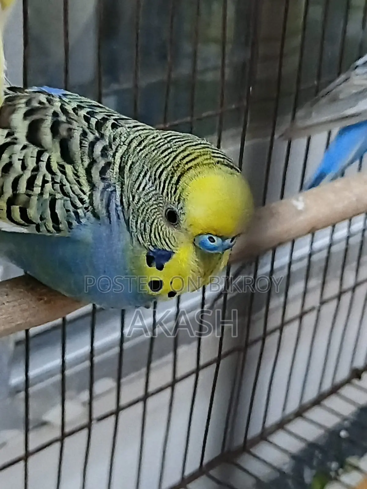 2 Adult Male Budgerigar for Sale