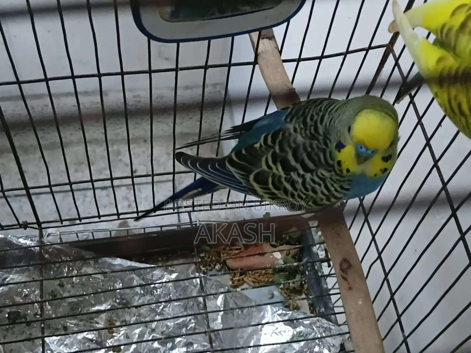 2 Adult Male Budgerigar for Sale