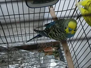 2 Adult Male Budgerigar for Sale