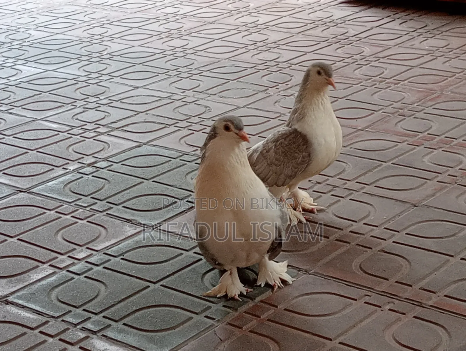 Selling because there is no one to care for them