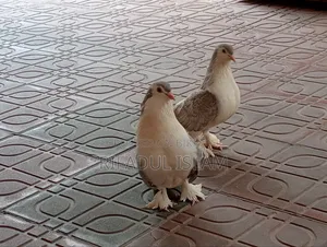 Selling because there is no one to care for them