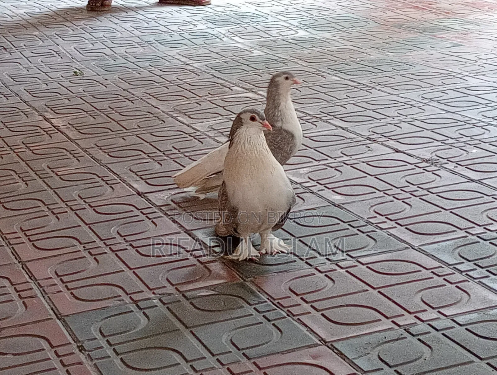 Selling because there is no one to care for them