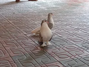Selling because there is no one to care for them