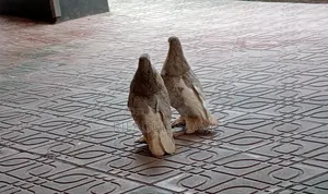 Selling because there is no one to care for them
