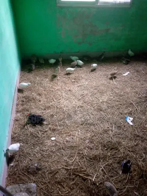 কোয়েল পাখি এবং দেশি মুরগি