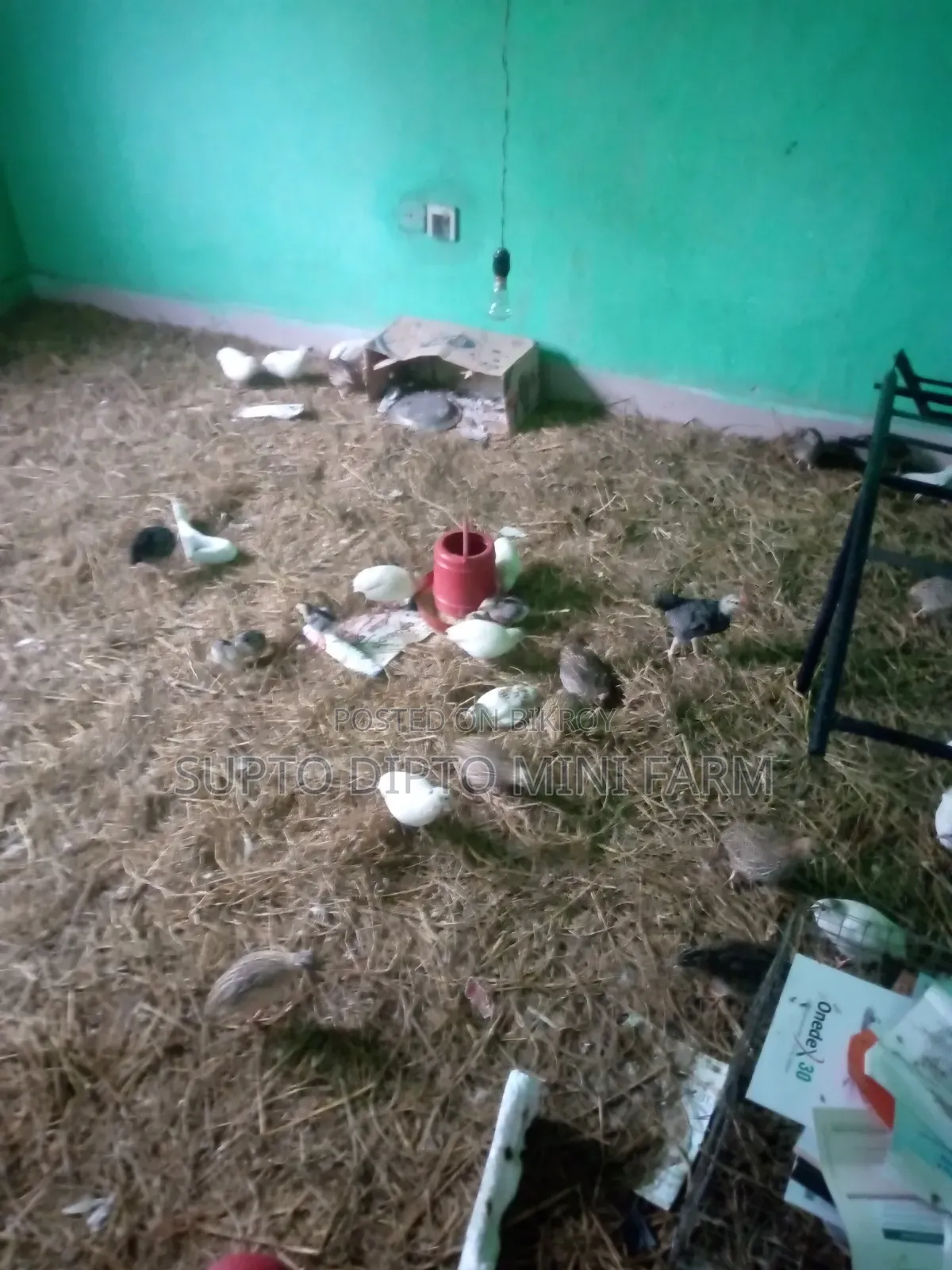 কোয়েল পাখি এবং দেশি মুরগি