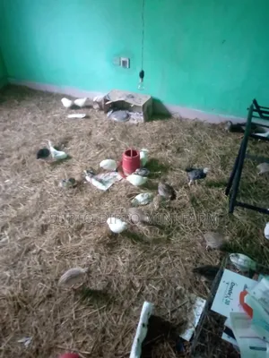 কোয়েল পাখি এবং দেশি মুরগি