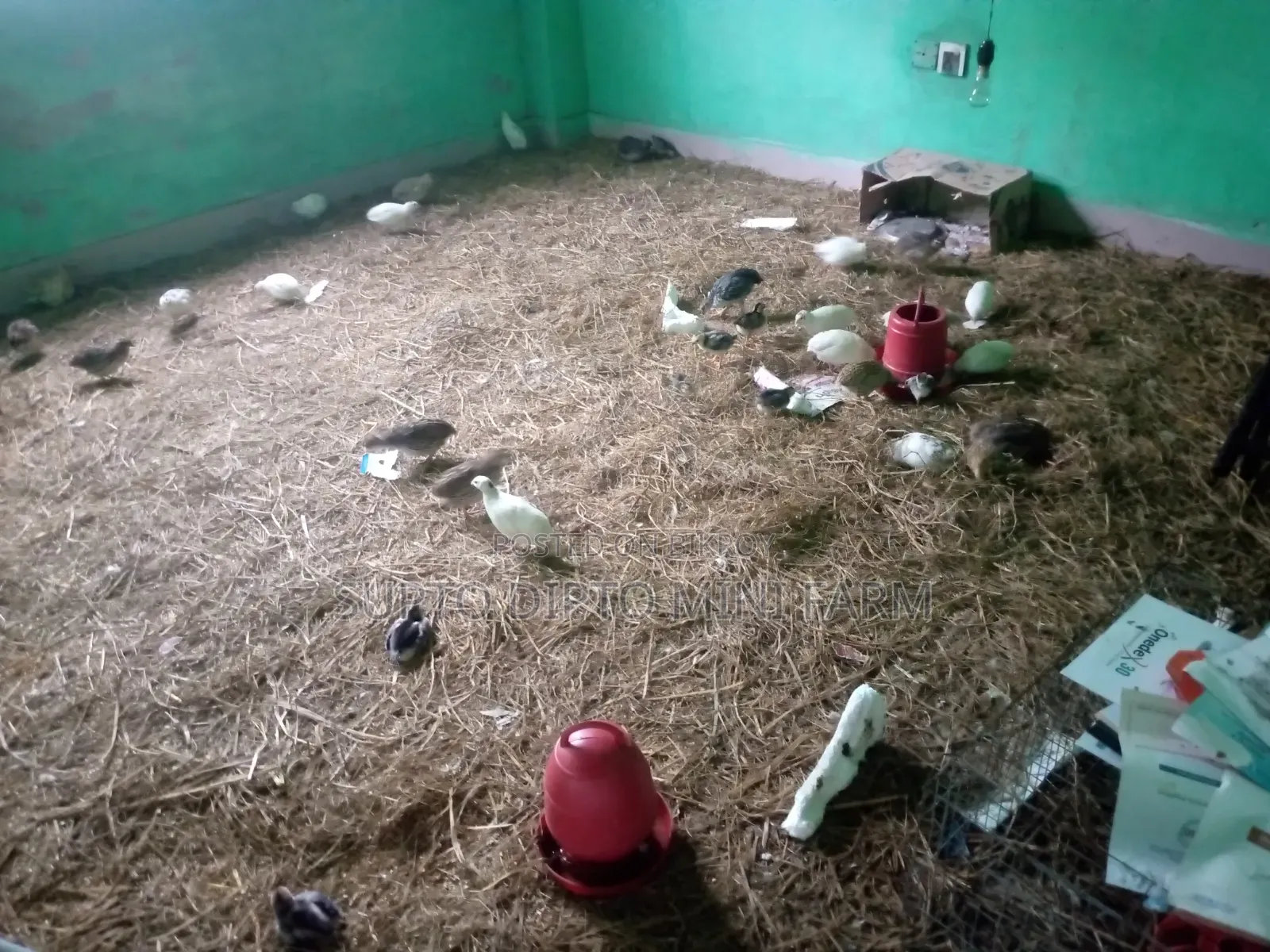 কোয়েল পাখি এবং দেশি মুরগি