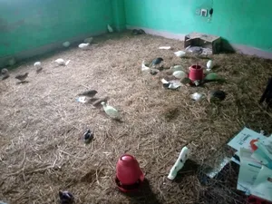 কোয়েল পাখি এবং দেশি মুরগি